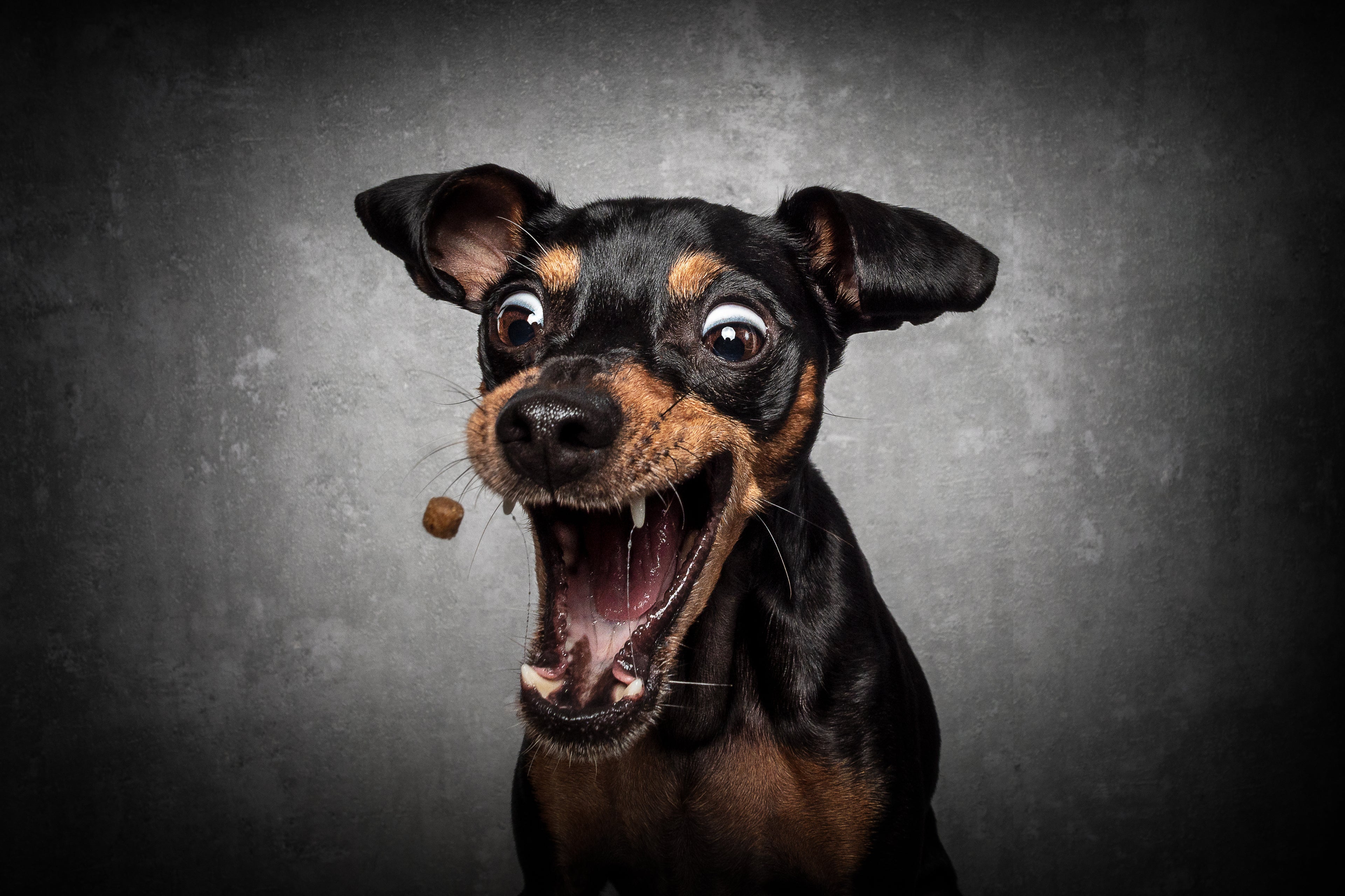Hund faengt Hundeleckerlie
